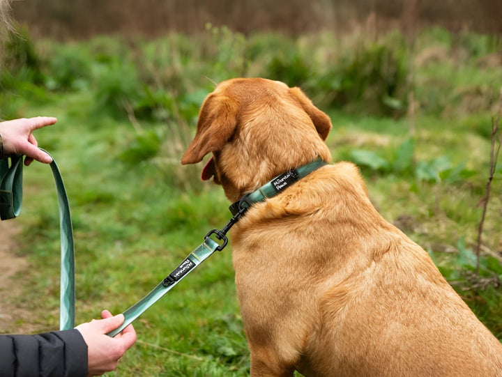Choosing The Perfect Pet Leash For Every Adventure